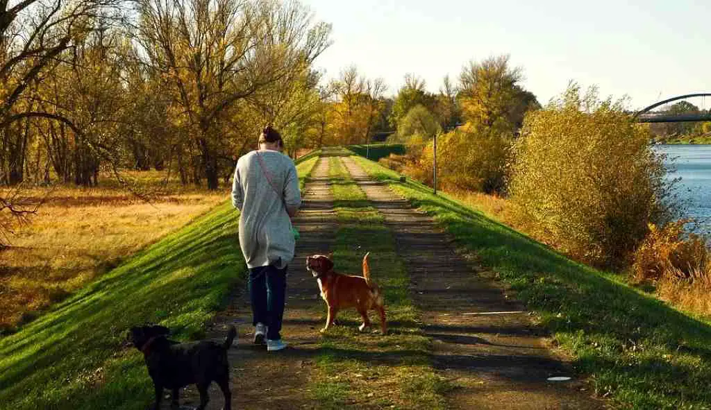 best time to walk